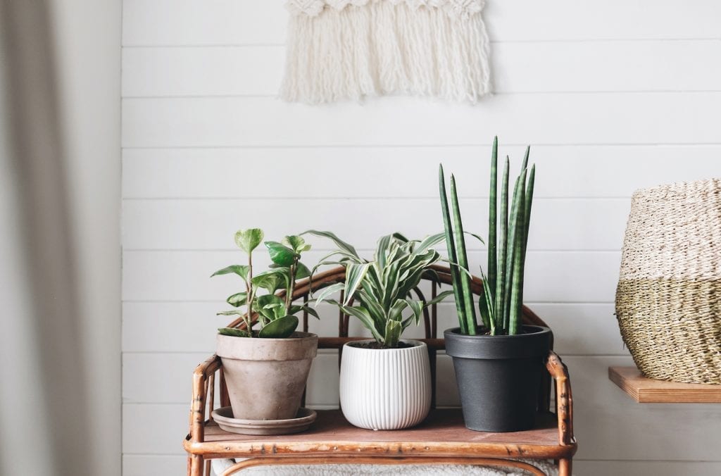 The Best (Hard to Kill) House Plants for A Home Office Best House Plants for a Home Office